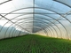 โรงเรือนผักเกษตรโครงสร้างเหล็กเบาสำเร็จรูป Q235 ISO9001