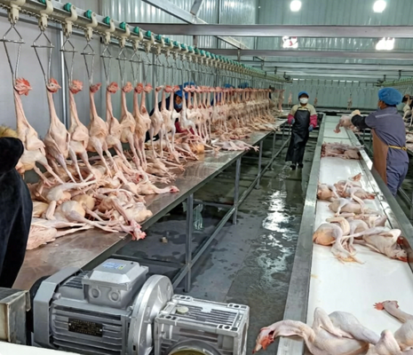 Poultry Processing Machine PLC Control 3-5KW Motor Power High Efficient Chicken Duck Goose Slaughtering Production Line CE Certified